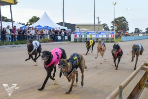 Greyhound Clubs Victoria Supports Industry Watch Dog